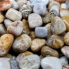 Fossil Coral Tumble Stone